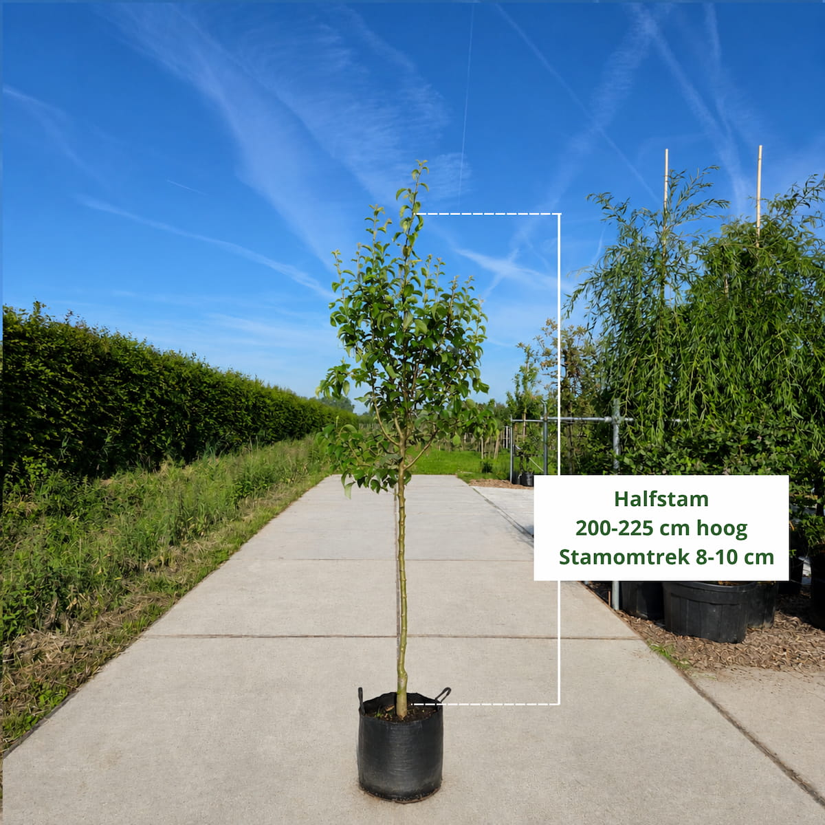 Perenboom Pyrus communis Conference (zoet)