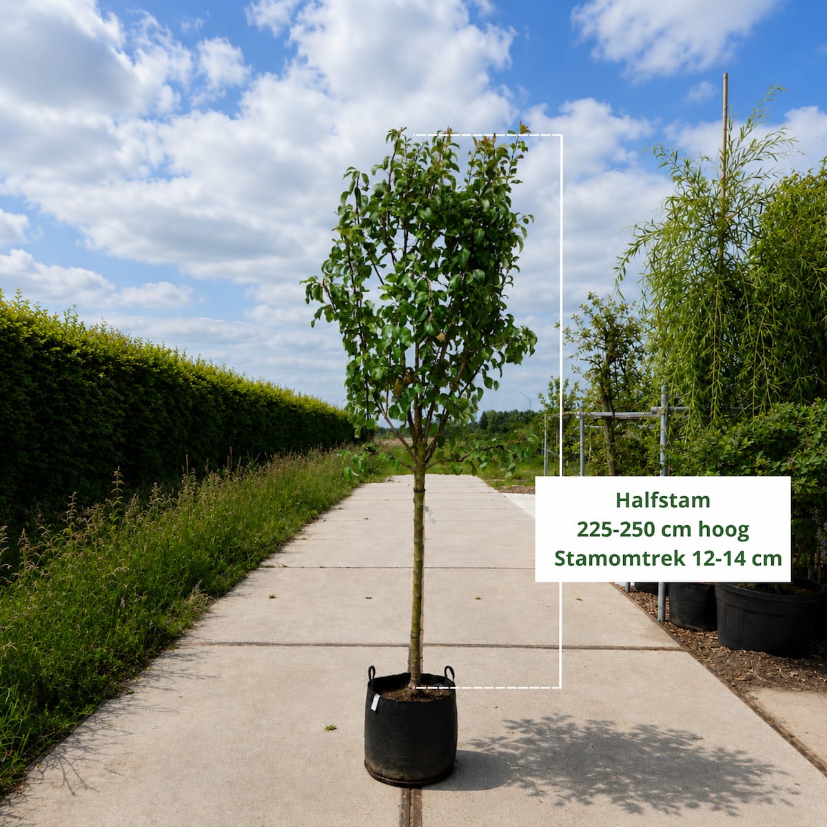Perenboom Pyrus communis Conference (zoet)