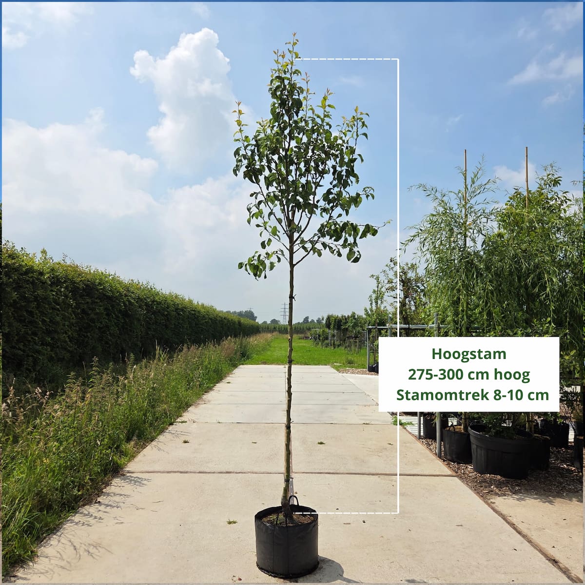 Perenboom Pyrus communis Conference (zoet)