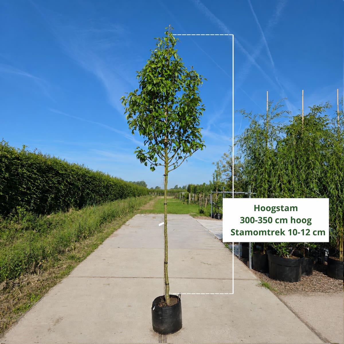 Perenboom Pyrus communis Conference (zoet)