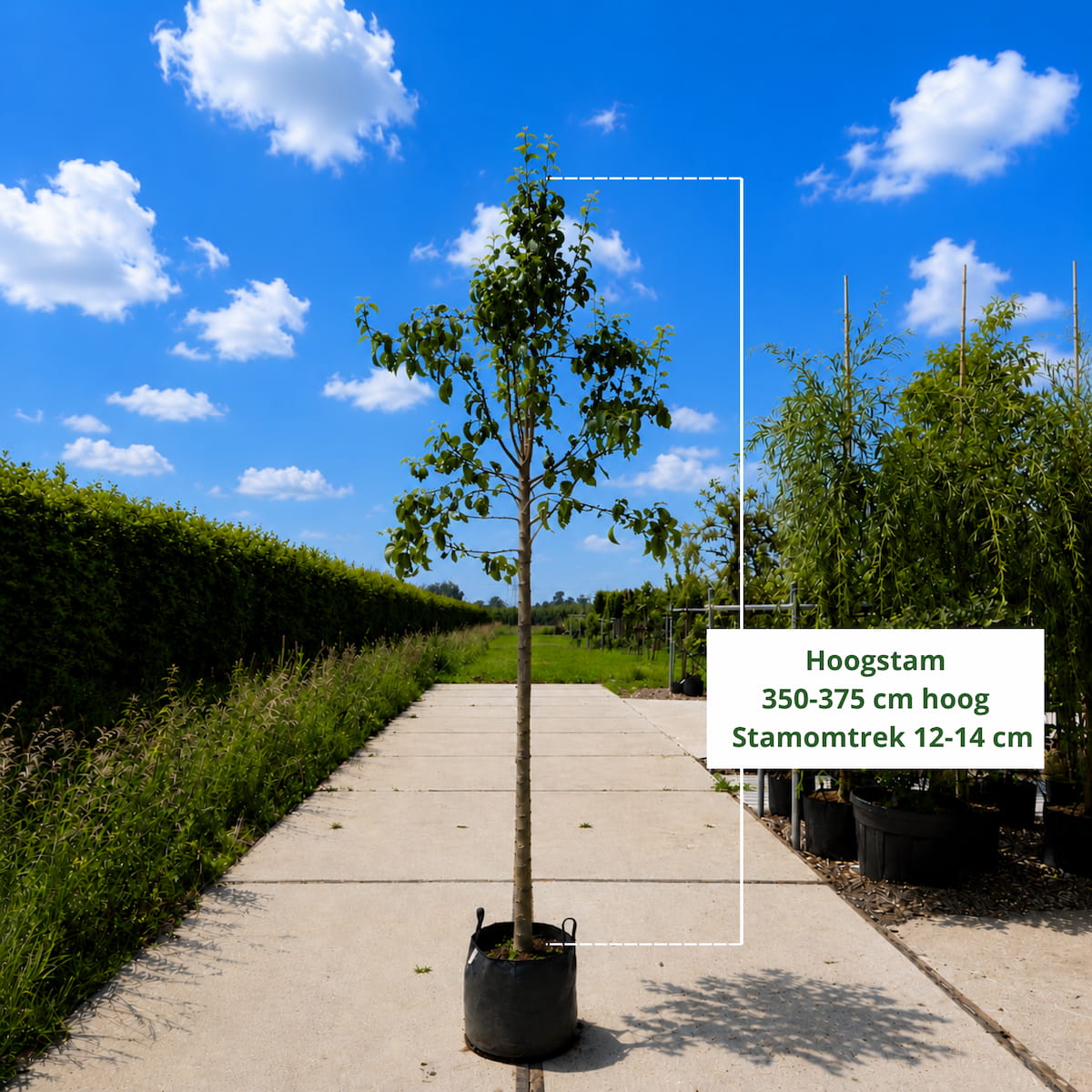Perenboom Pyrus communis Conference (zoet)