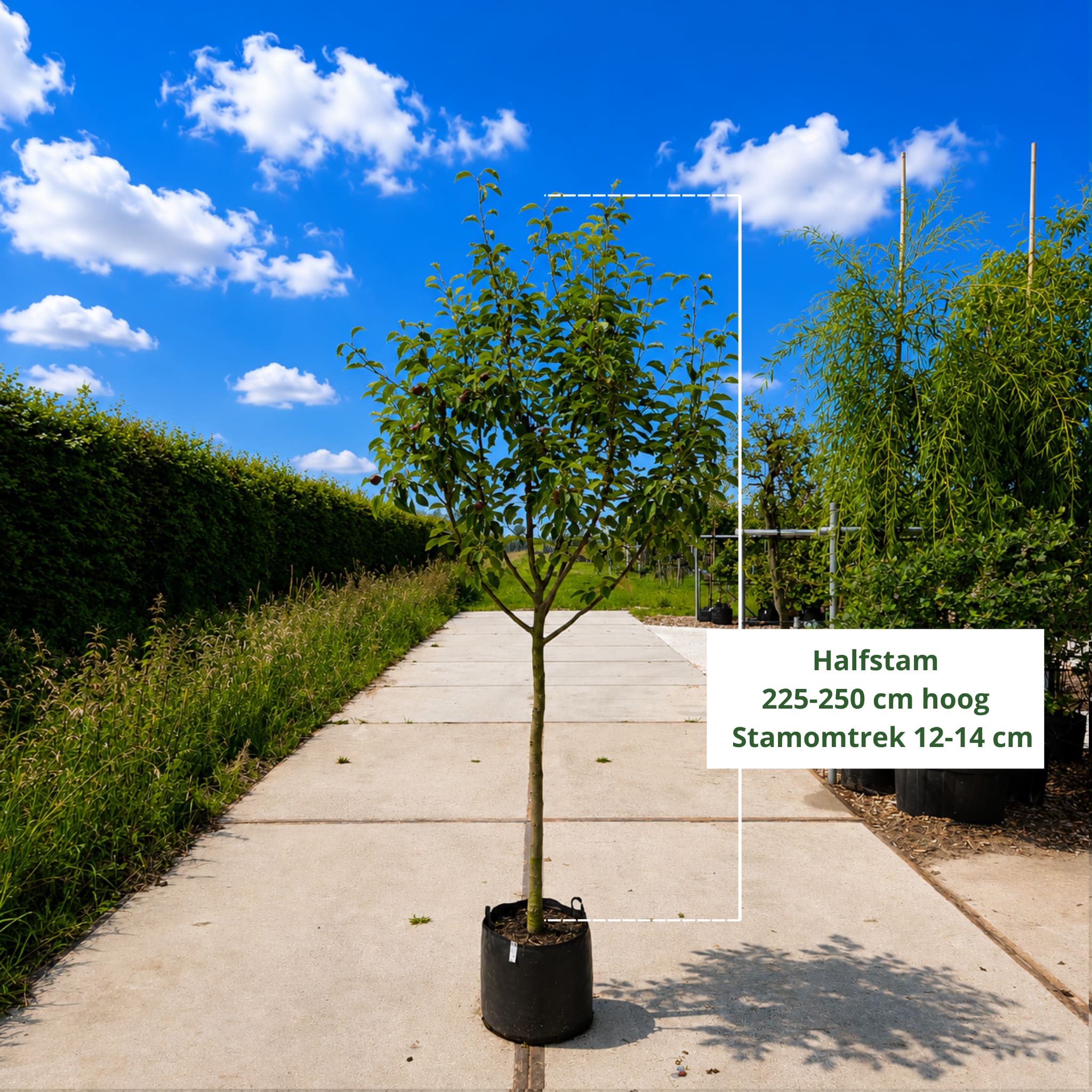 Perenboom Pyrus Gieser Wildeman