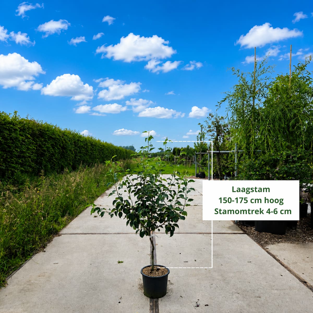 Perenboom Pyrus Gieser Wildeman