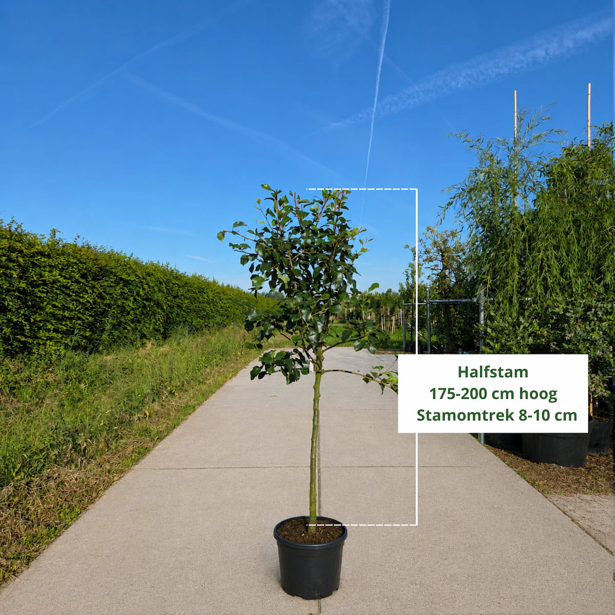 Perenboom (Pyrus Saint Remy)