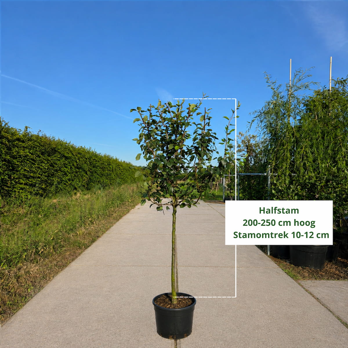 Perenboom (Pyrus Saint Remy)