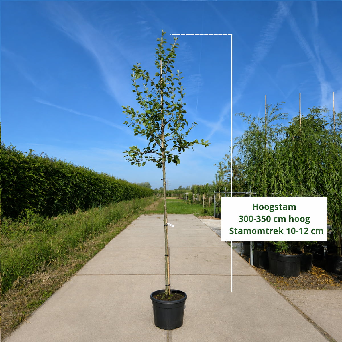 Perenboom (Pyrus Saint Remy)