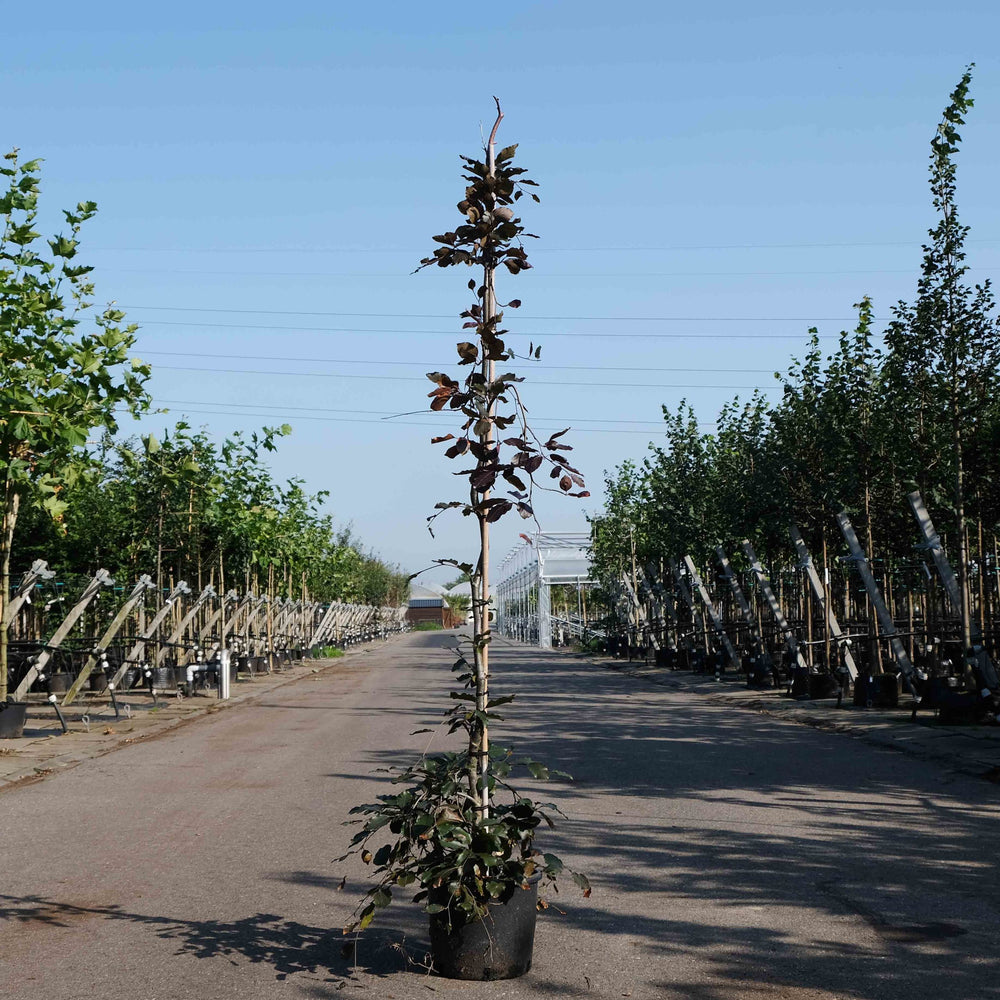 Rode treurbeuk (Fagus purpurea Pendula)