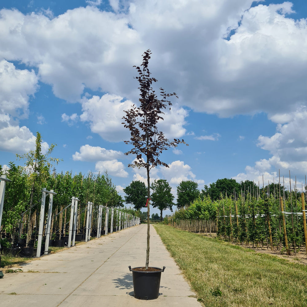 Rode beukenboom (Fagus sylvatica Atropunicea)