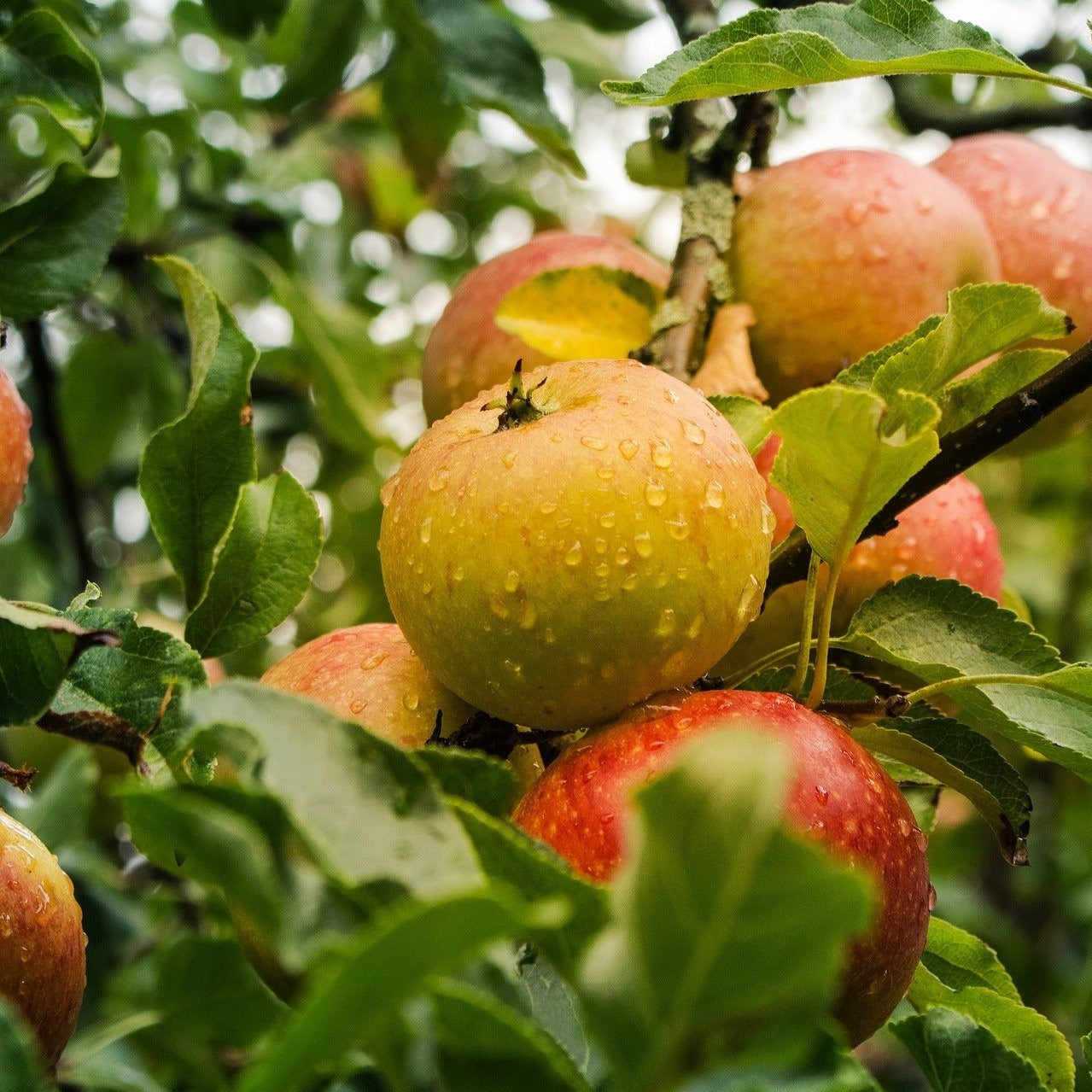Lei-appelboom Rode Goudreinet