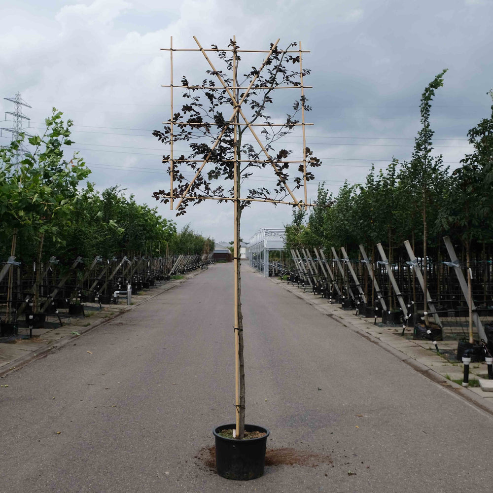 Rode leibeuk (Fagus sylvatica Atropunicea)