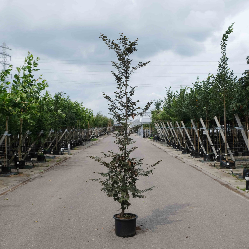 Rode zuilbeuk (Fagus sylvatica Atropunicea)