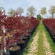 Japanse esdoorn (Acer atropurpureum)