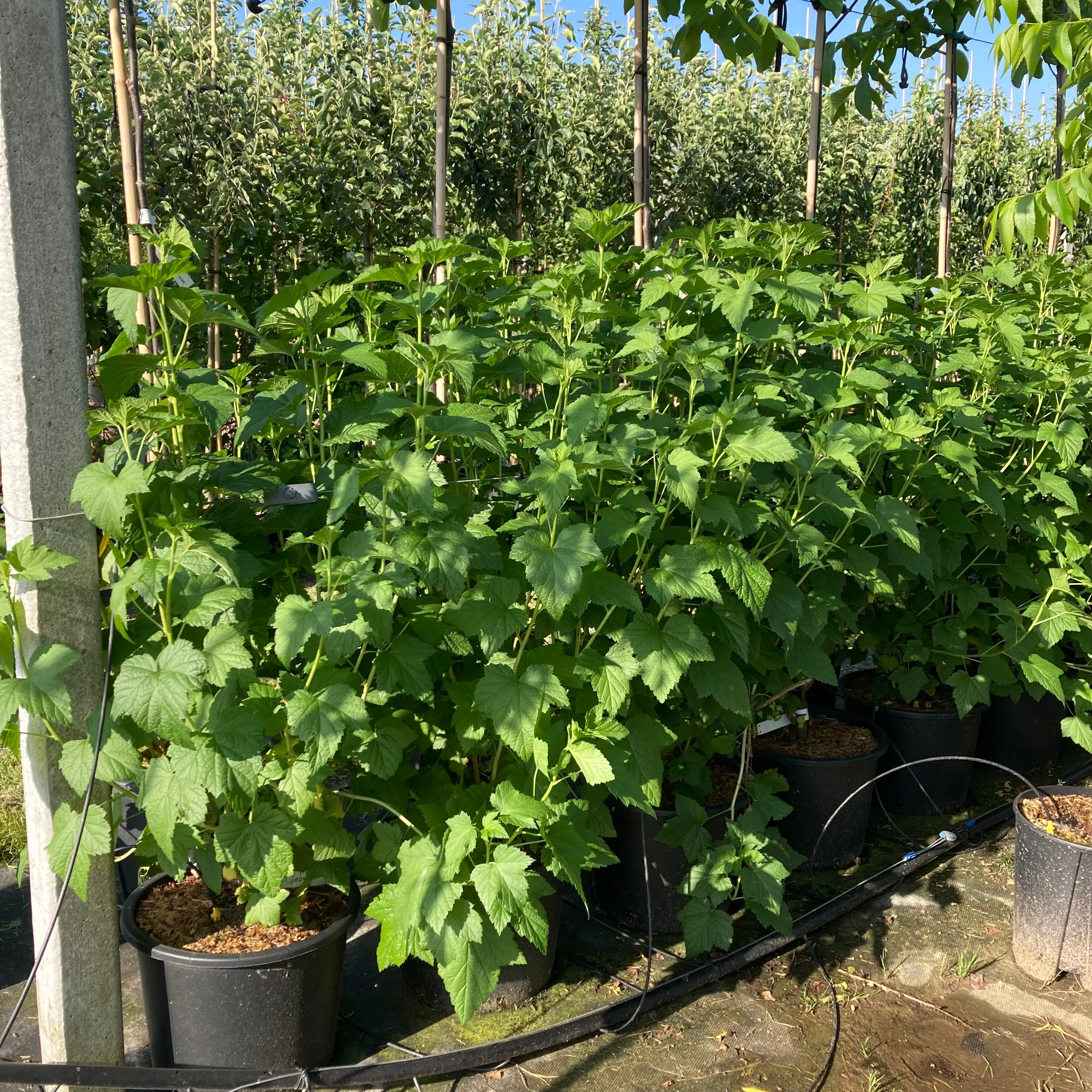Rode bessenstruik (Ribes rubrum Jonkheer van Tets)
