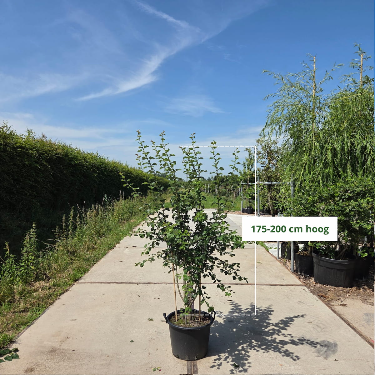 Rode meidoorn meerstammig (Crataegus Paul's Scarlet)