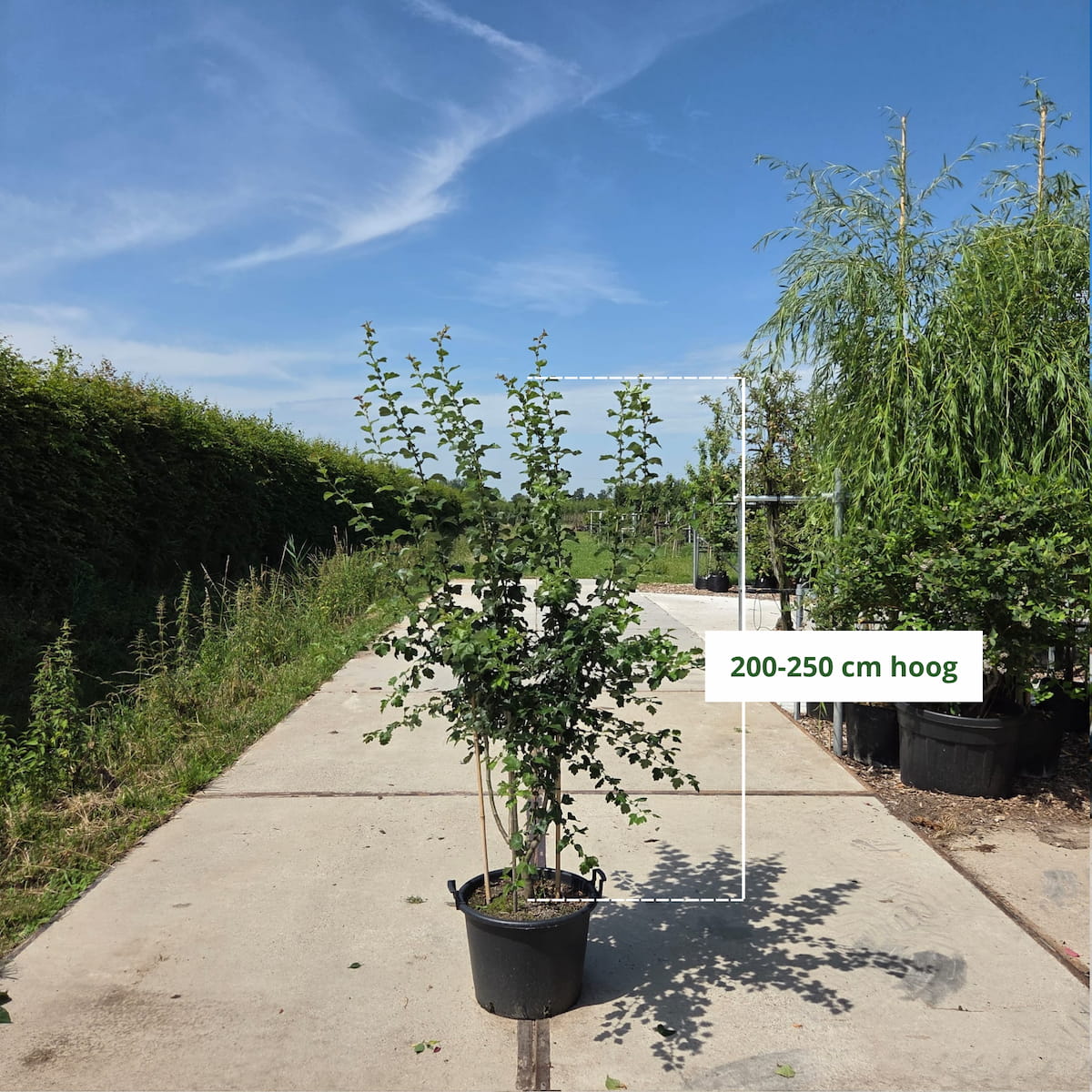 Rode meidoorn meerstammig (Crataegus Paul's Scarlet)
