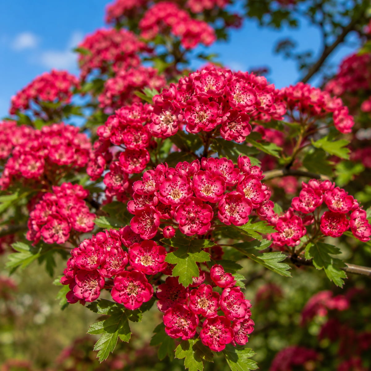 Rode meidoorn meerstammig (Crataegus Paul's Scarlet)