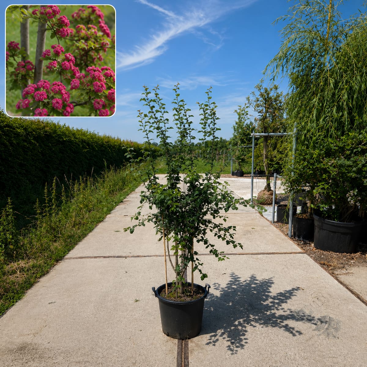 Rode meidoorn meerstammig (Crataegus Paul's Scarlet)