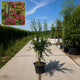 Rode meidoorn meerstammig (Crataegus Paul's Scarlet)