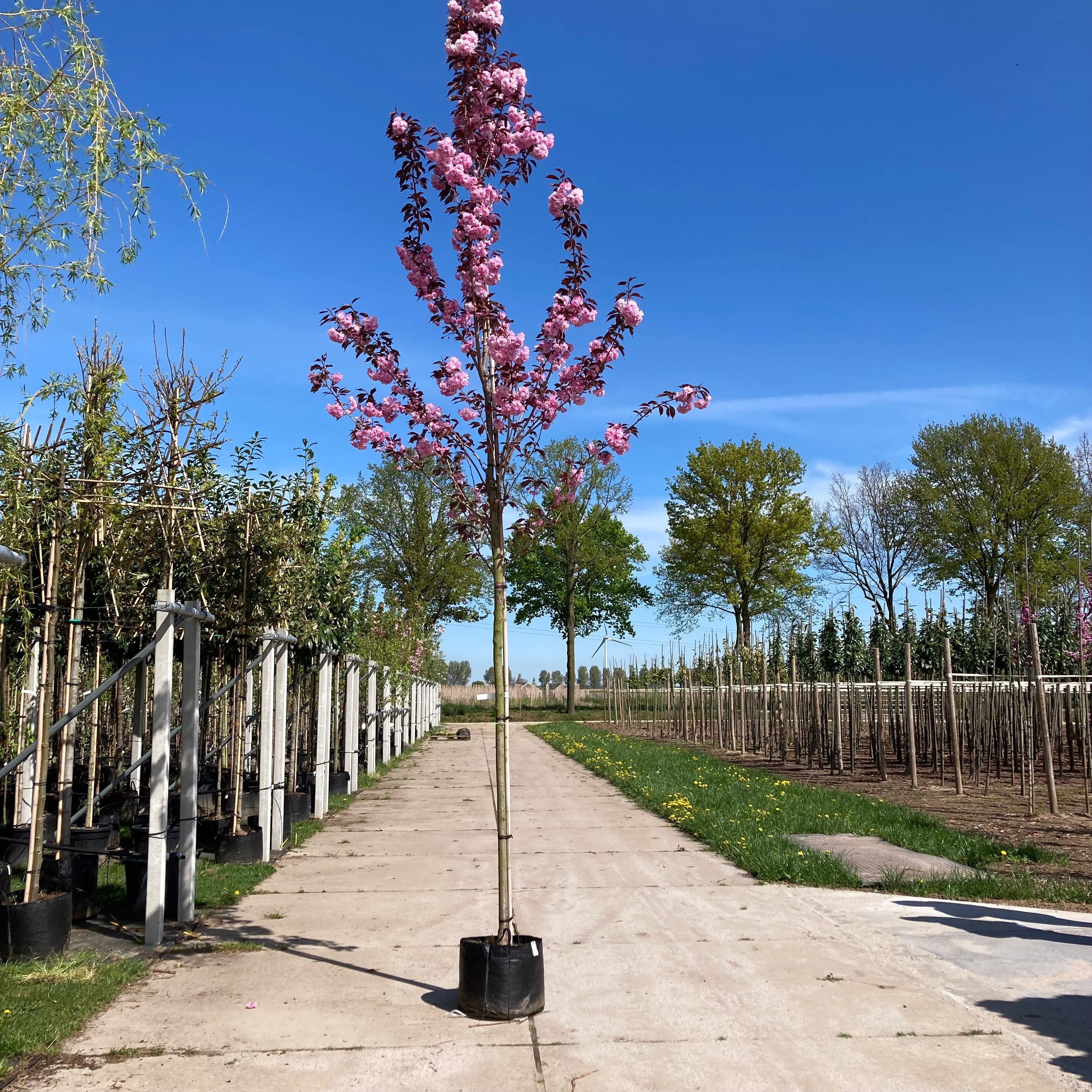 Prunus Royal Burgundy