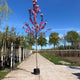 Prunus Royal Burgundy