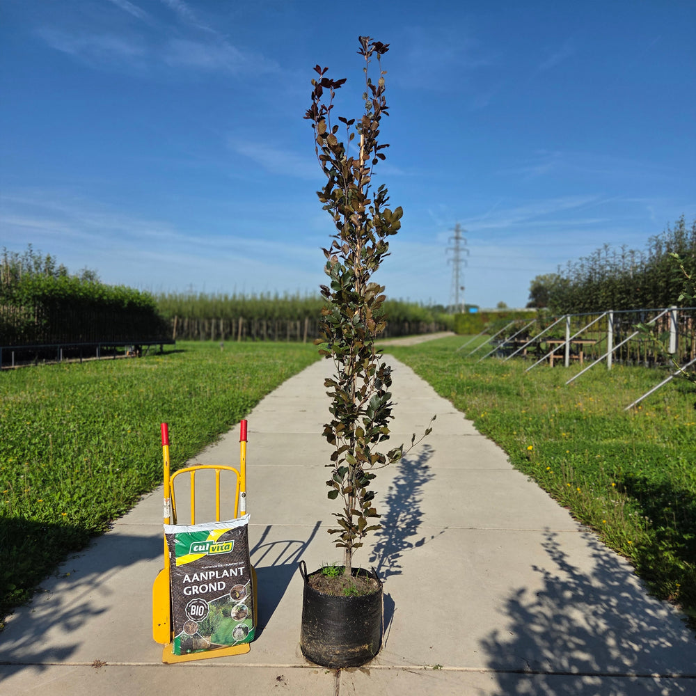 Rode zuilbeuk (Fagus sylvatica Dawyck Purple)