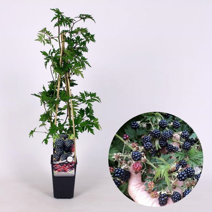 Doornloze braam (Rubus fruticosus Thornless Evergreen)