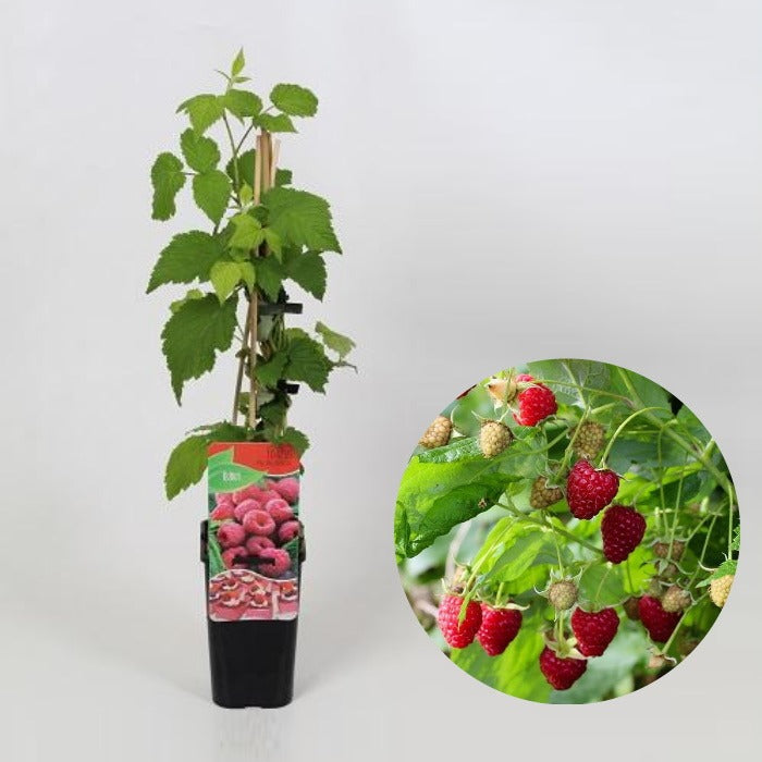 Frambozenstruik (Rubus idaeus Malling Promise)