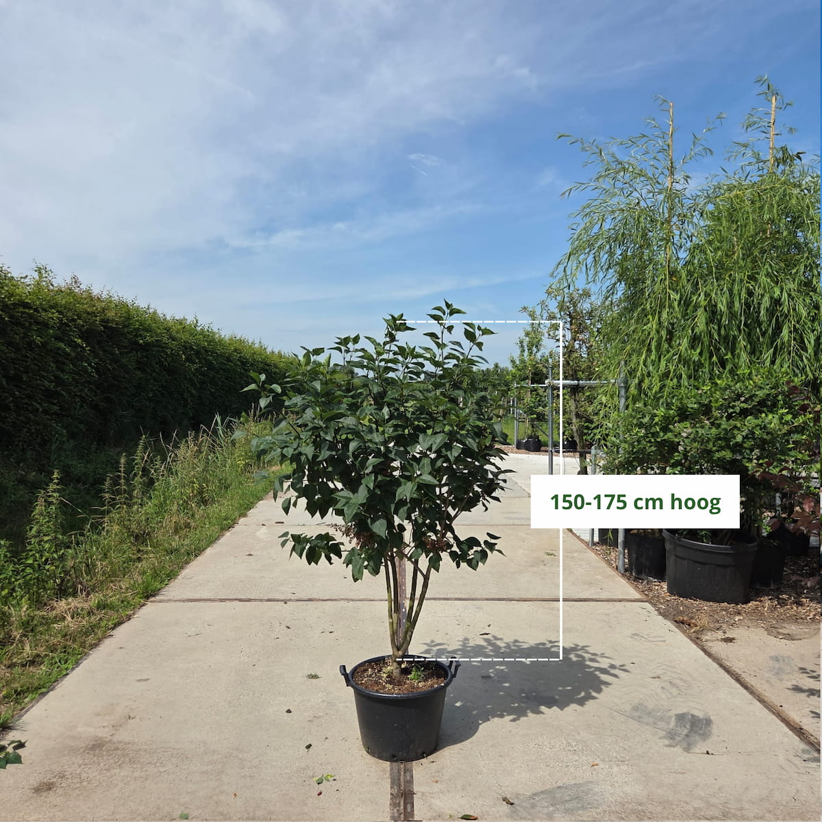 Sering (Syringa vulgaris Charles Joly)