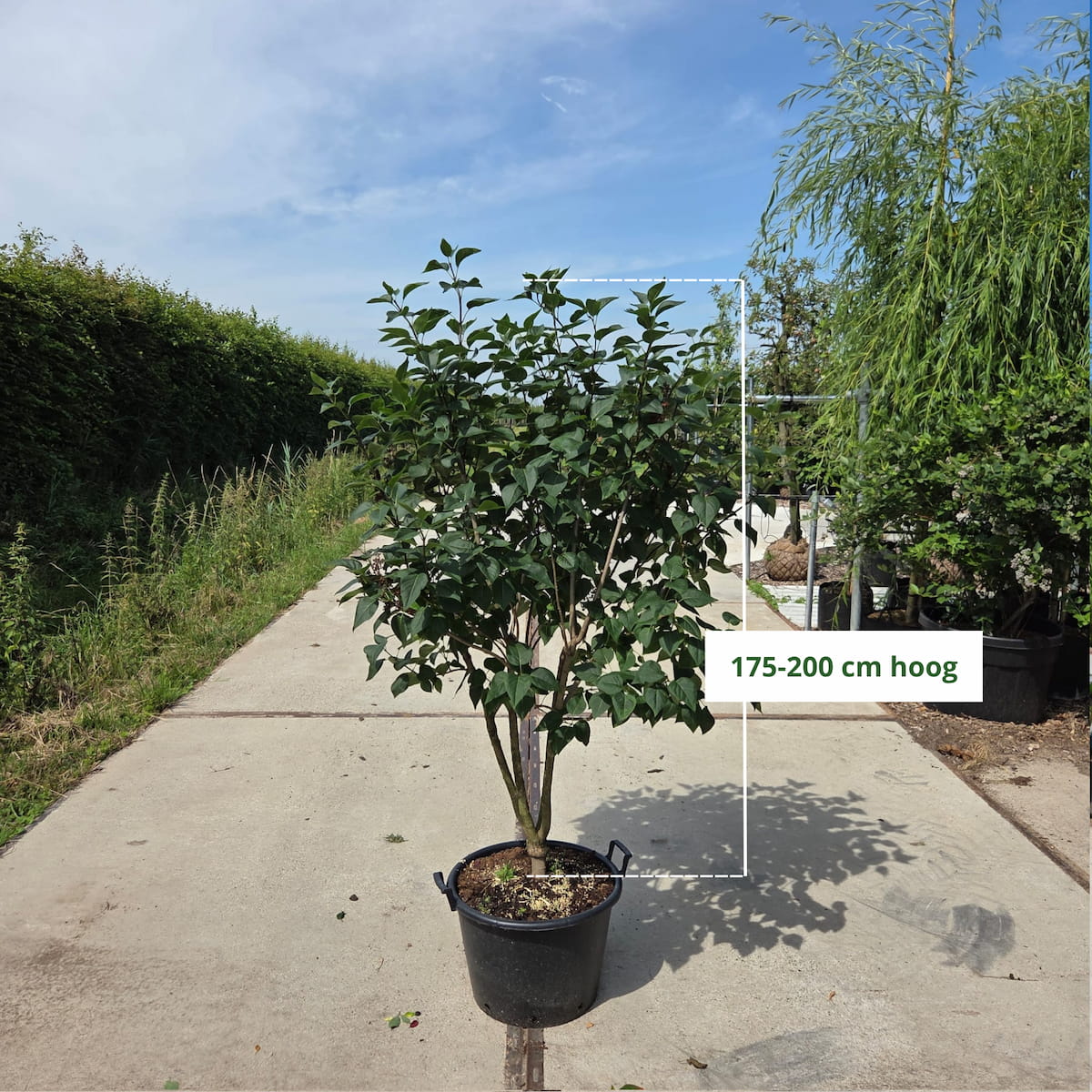 Sering (Syringa vulgaris Charles Joly)