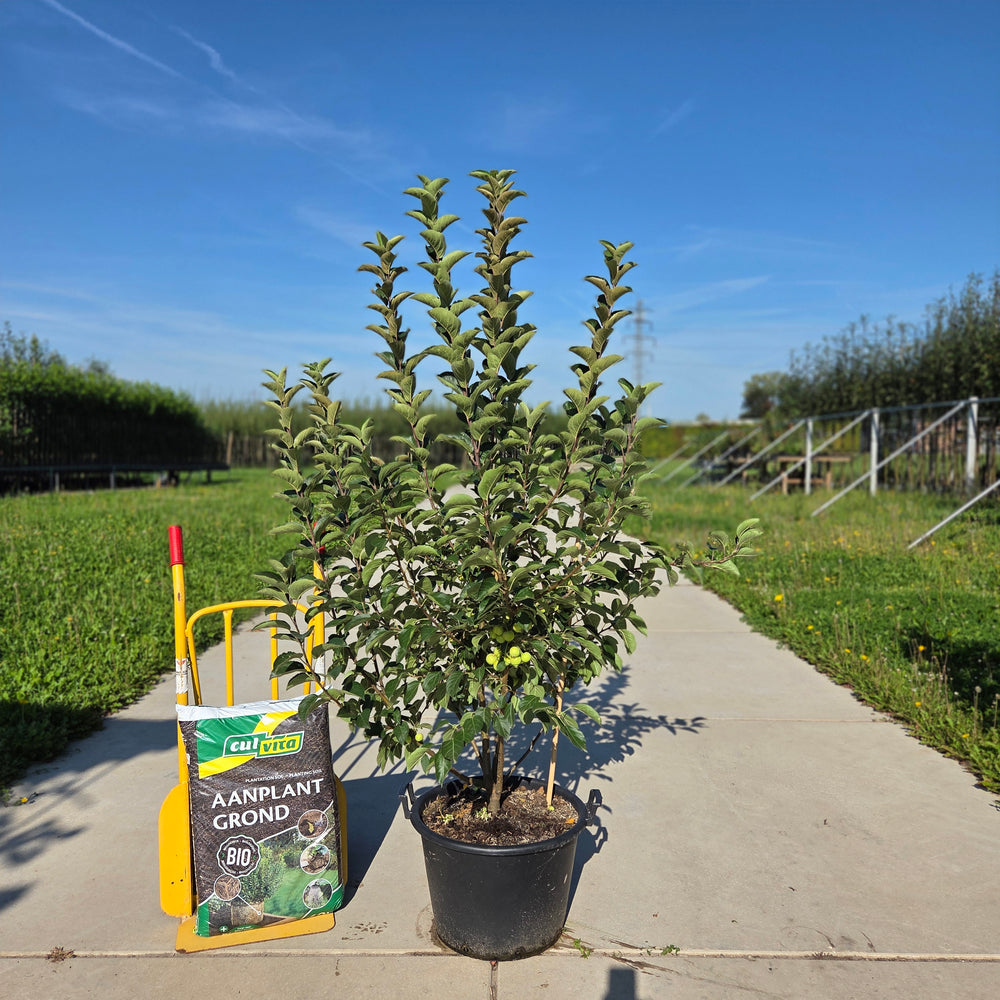 Meerstammige sierappel (Malus evereste)