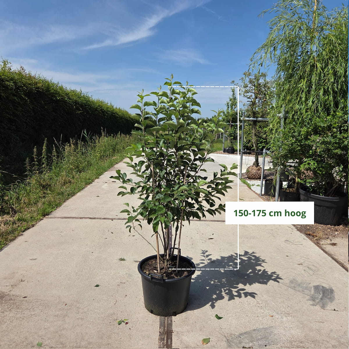Meerstammige sierappel (Malus evereste)