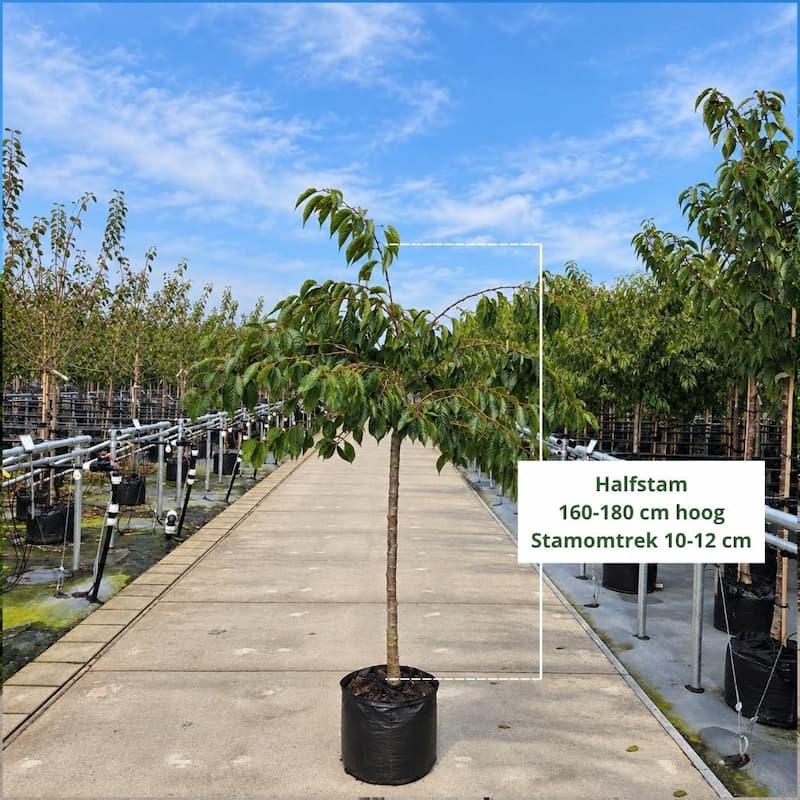 Sierkers (Prunus Yedoensis)