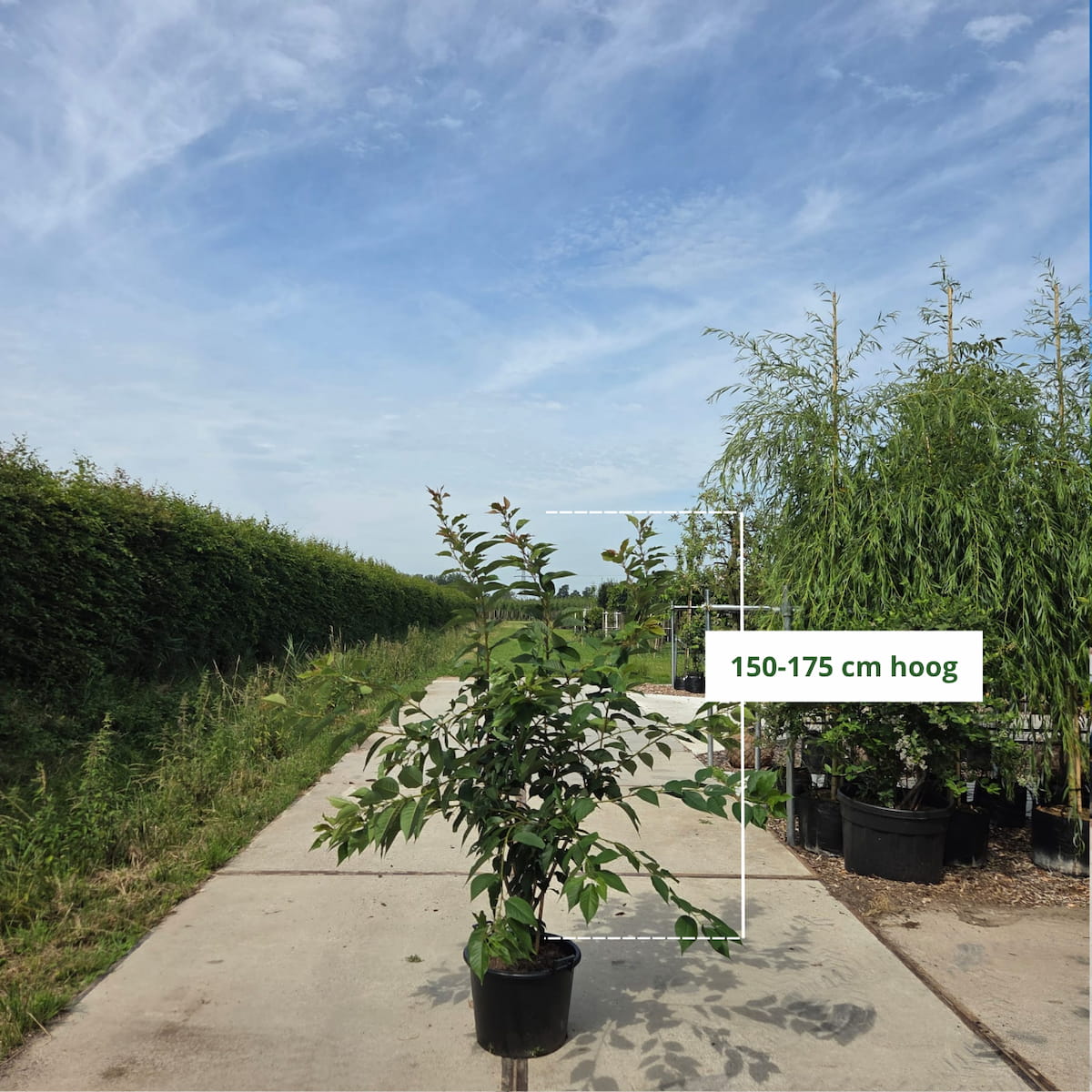 Sierkers (Prunus ‘Kanzan’) meerstammig