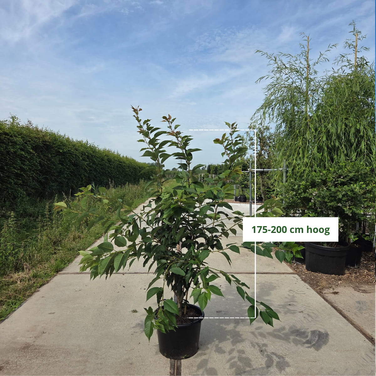 Sierkers (Prunus ‘Kanzan’) meerstammig