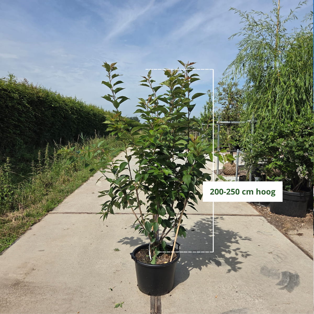 Sierkers (Prunus ‘Kanzan’) meerstammig