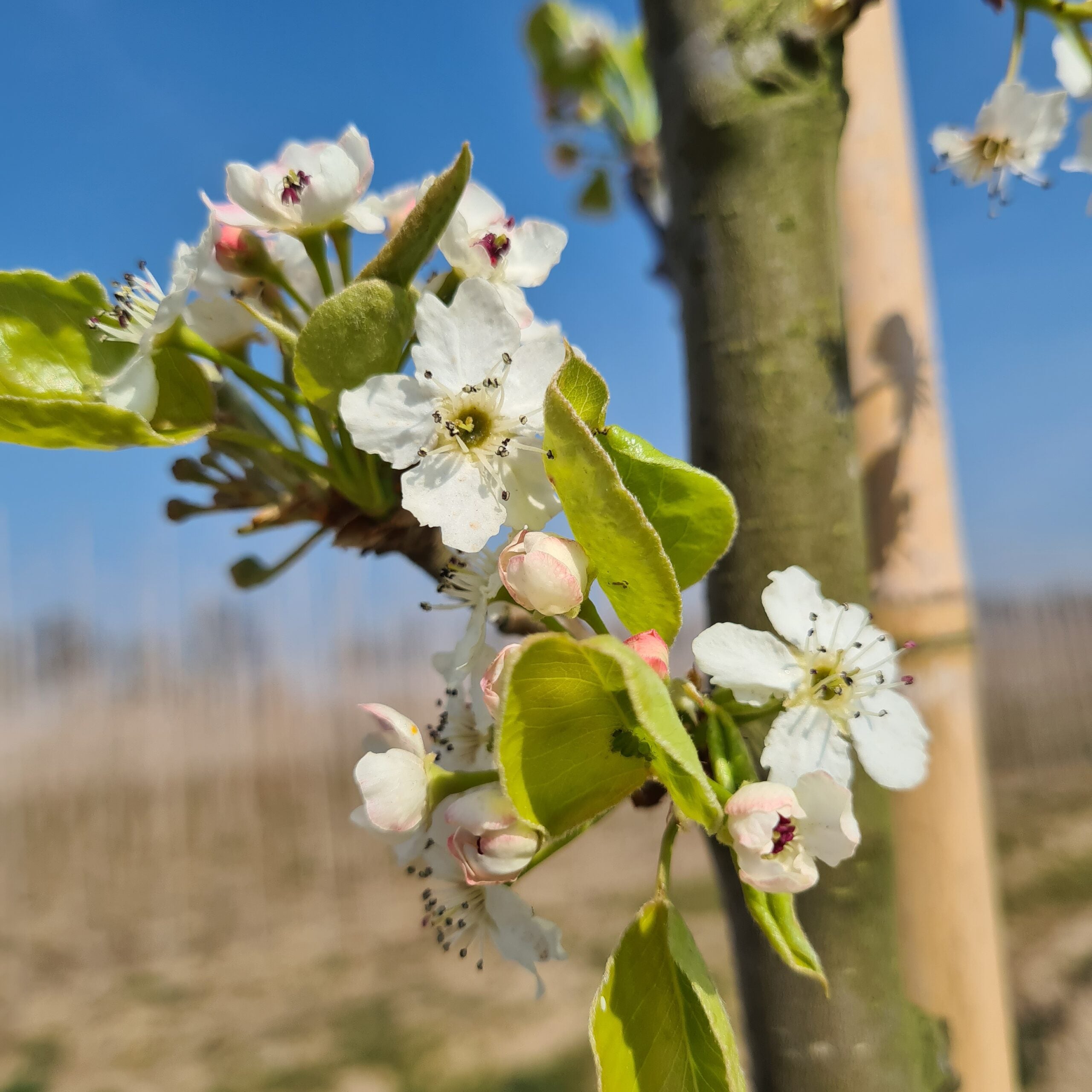 Sierpeer (Pyrus calleryana Chanticleer)