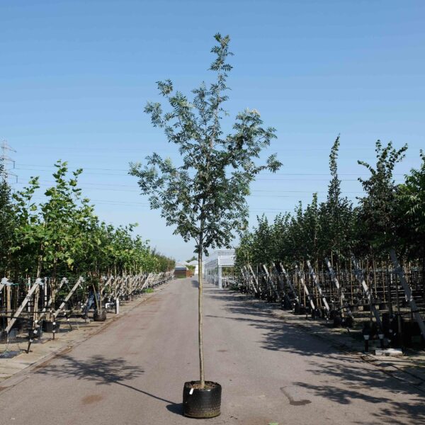Wilde lijsterbes (Sorbus aucuparia)