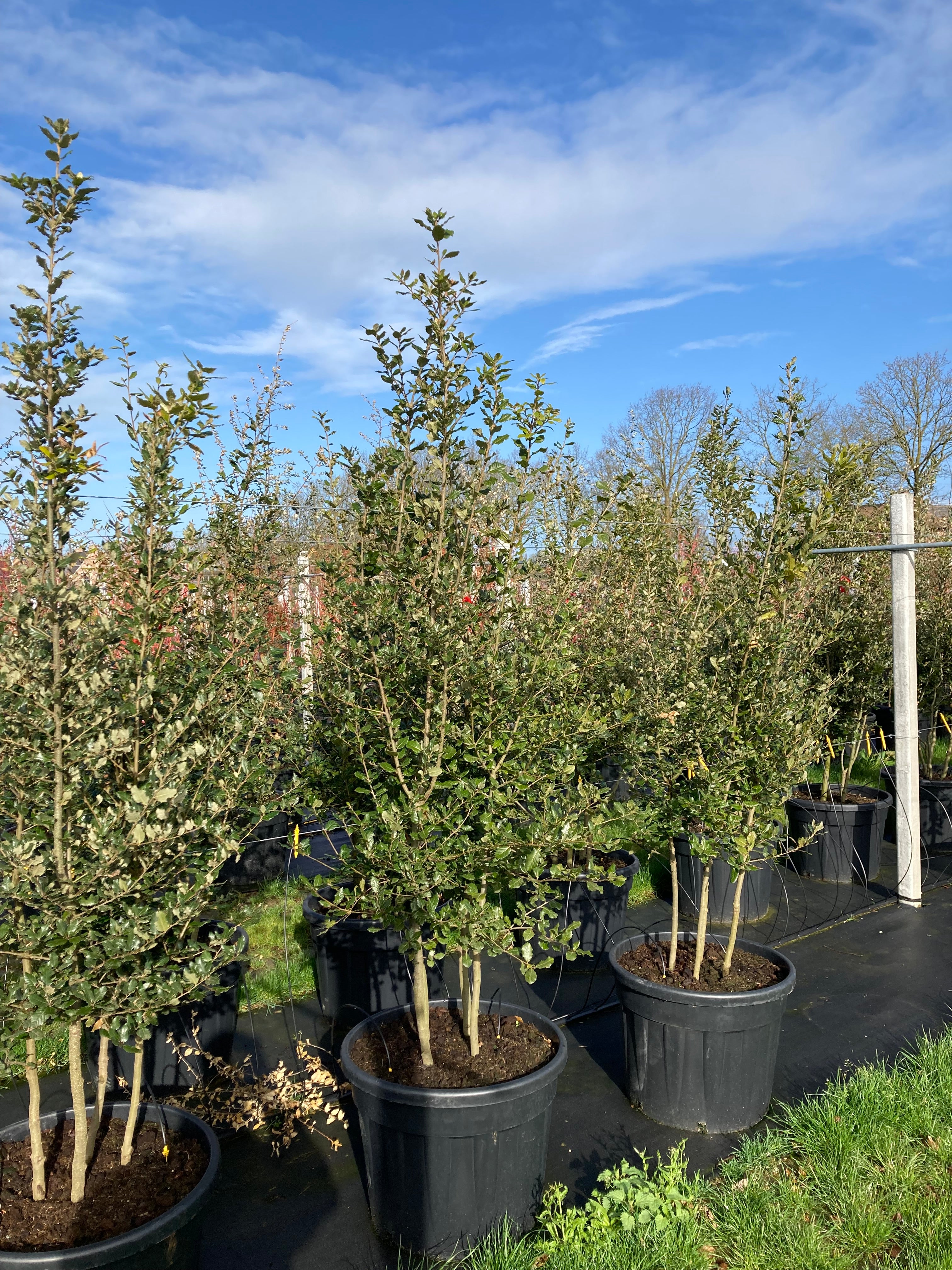Steeneik meerstammig (Quercus ilex)
