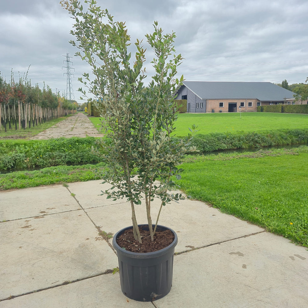 Steeneik meerstammig (Quercus ilex)