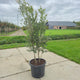 Steeneik meerstammig (Quercus ilex)