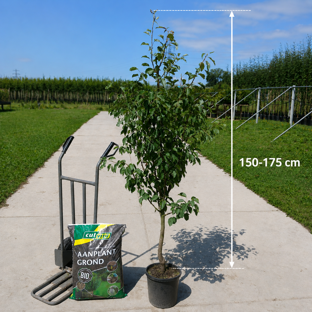 Perenboom Pyrus Gieser Wildeman