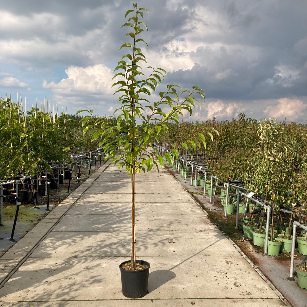Castanea sativa, Clone 90044, tamme kastanje, grote vruchten