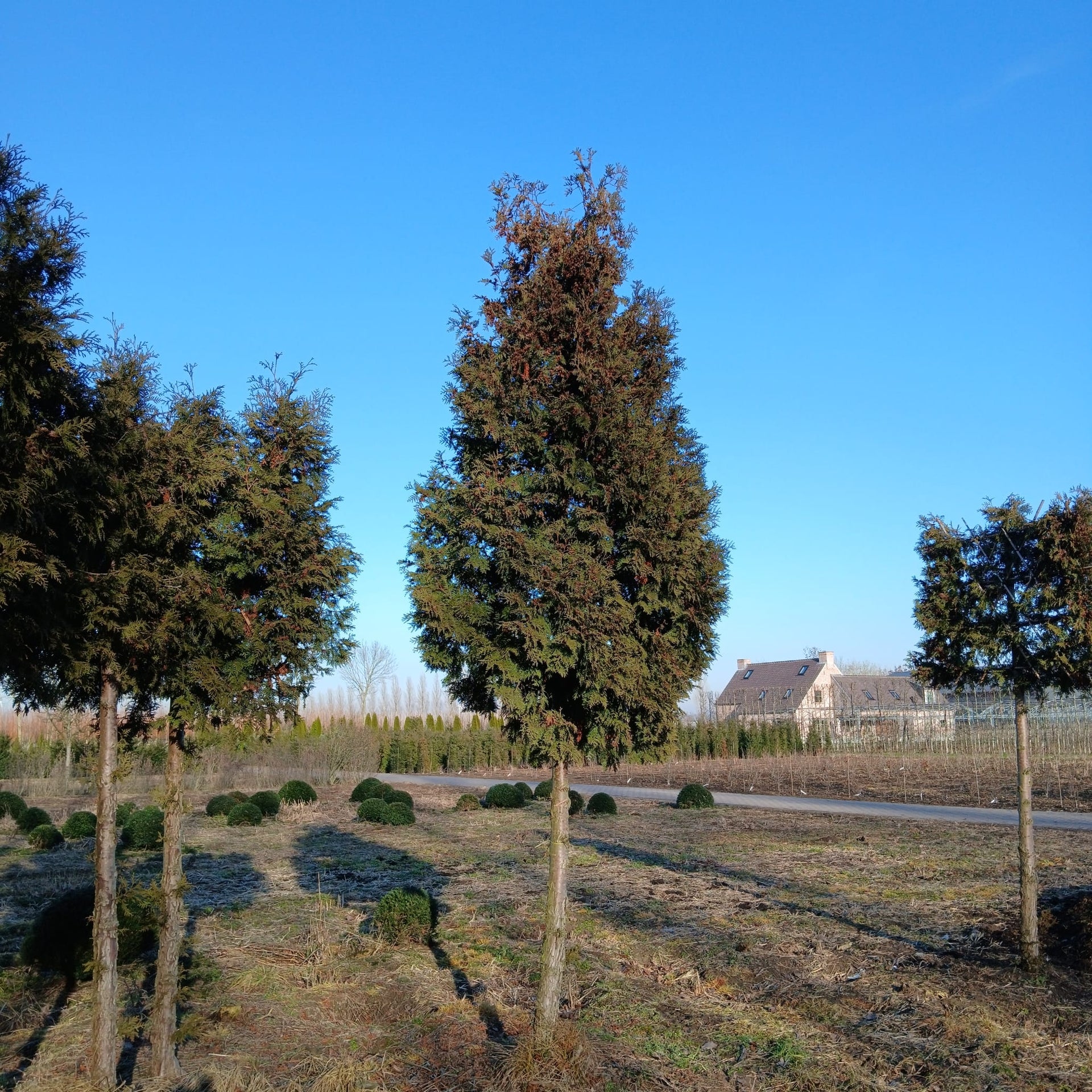 Rode Sierkers (Prunus Canade Red) (kopie)Thuja Brabant Boom
