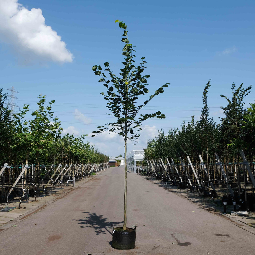 Lindeboom (Tilia europaea Euchlora)