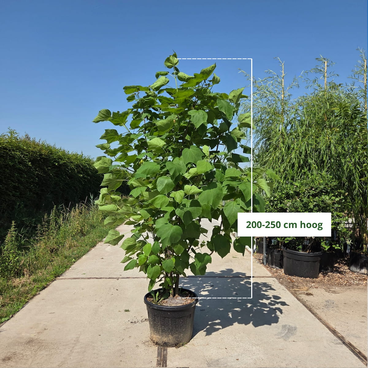 Trompetboom (Catalpa bignonioides) meerstammig