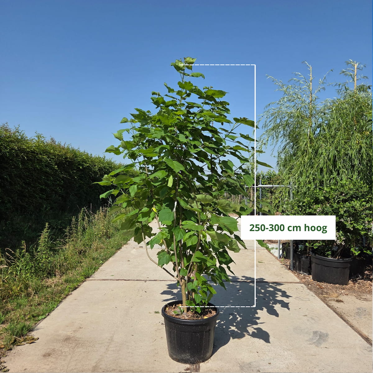 Trompetboom (Catalpa bignonioides) meerstammig