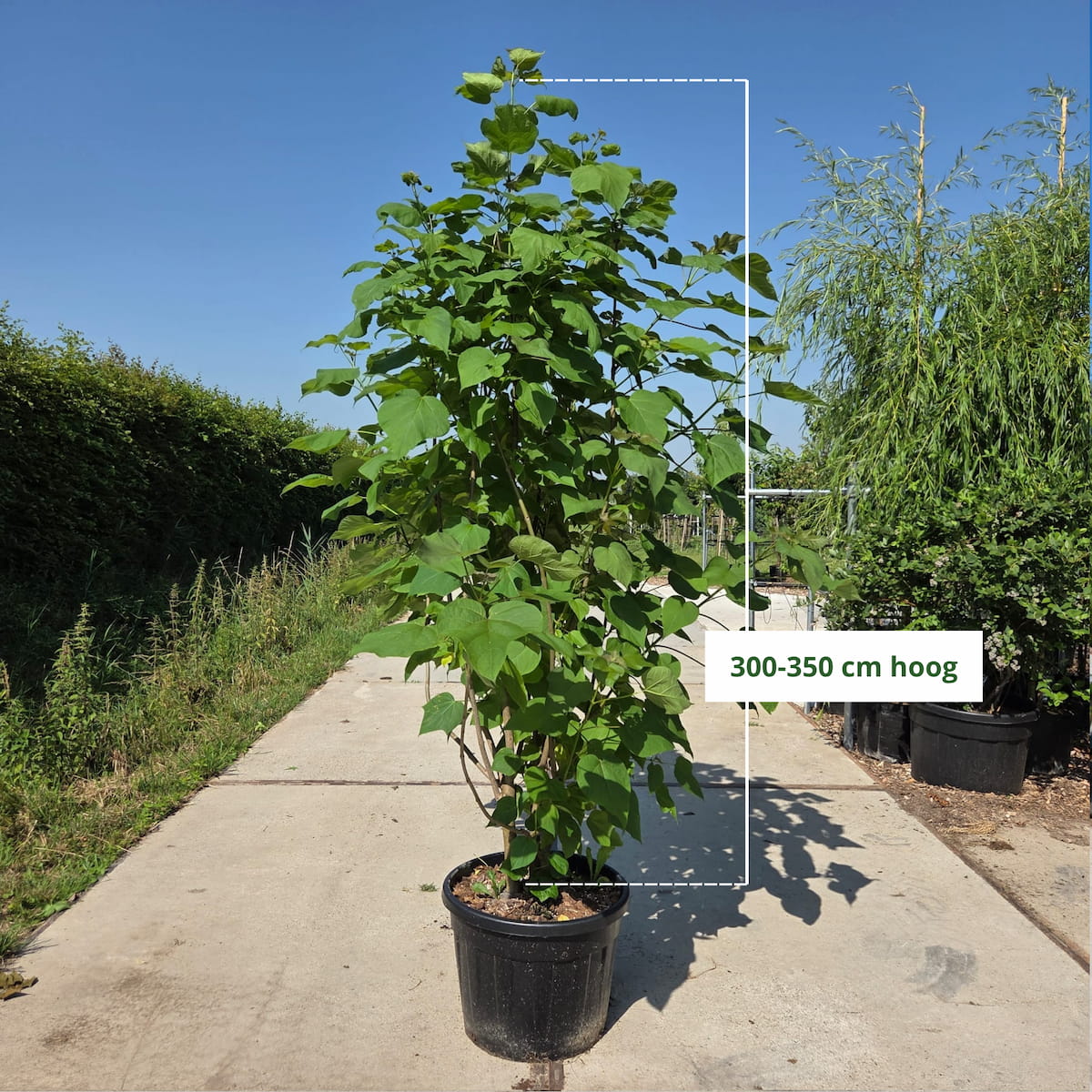 Trompetboom (Catalpa bignonioides) meerstammig