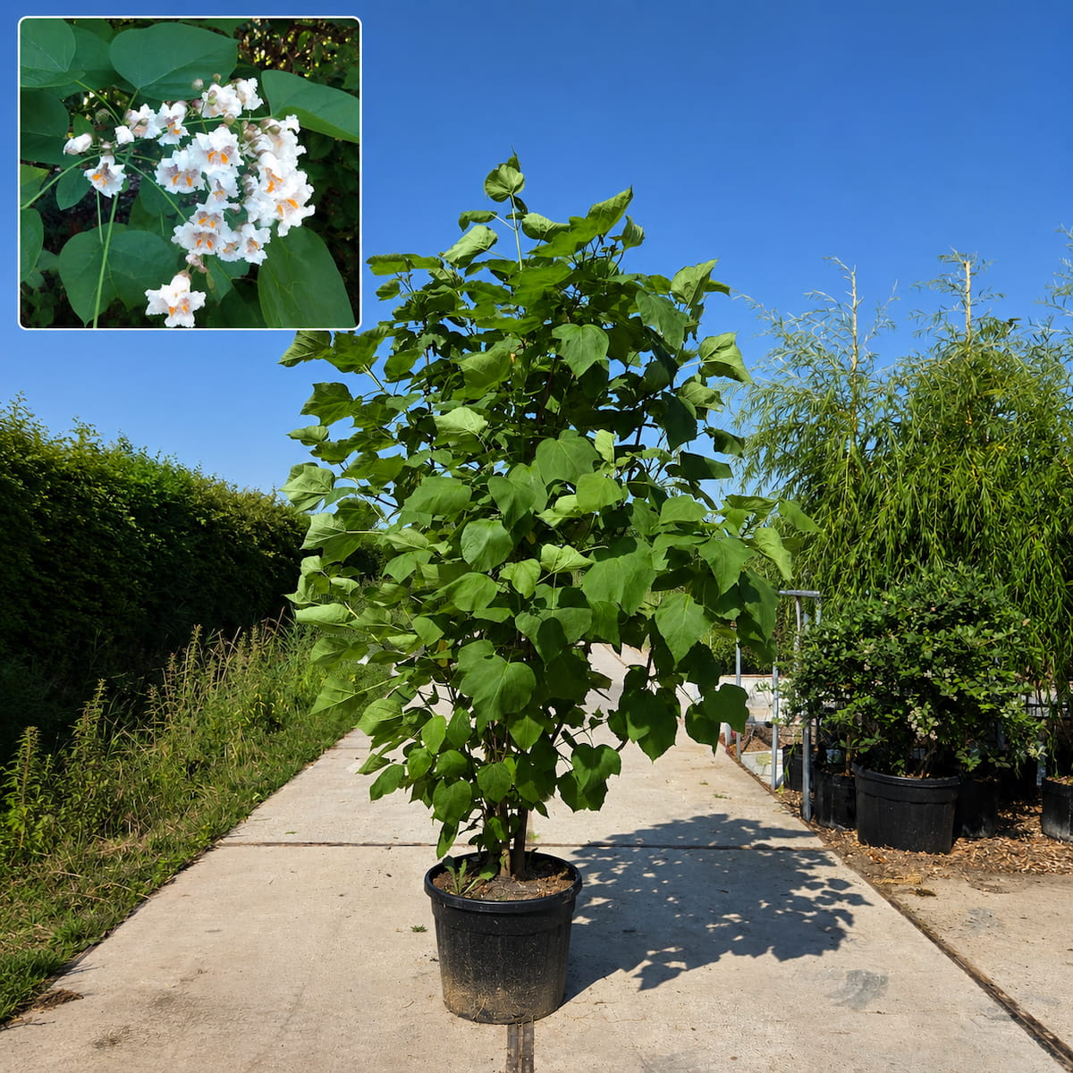 Trompetboom (Catalpa bignonioides) meerstammig