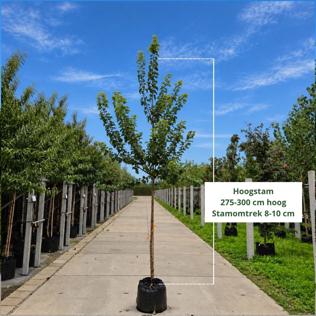Abrikozenboom (Prunus Tros Oranje)