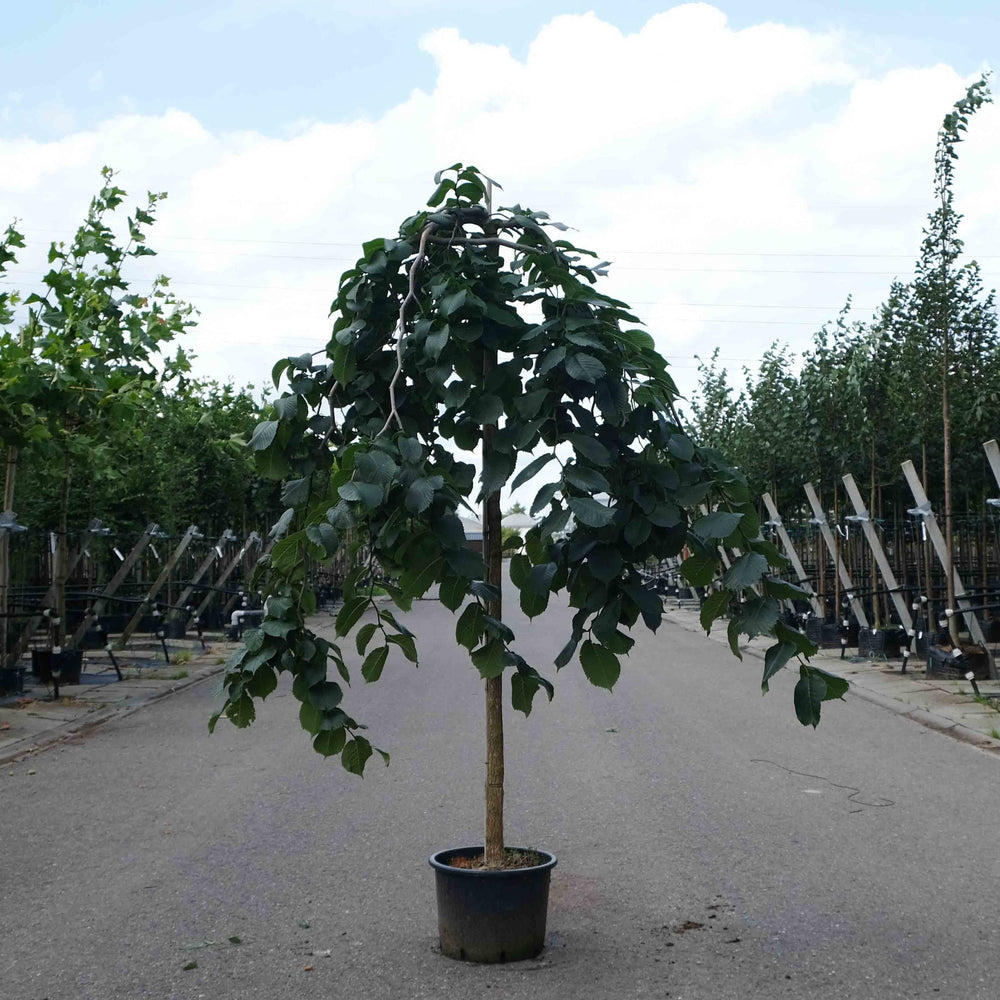 Treuriep (Ulmus glabra Camperdownii)